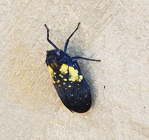 Jamaicastes basistella