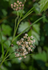 Asclepias linearis