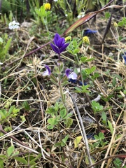 Salvia viridis