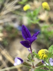 Salvia viridis