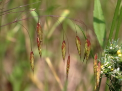Bromus brachystachys