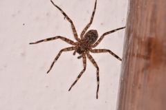 Selenops radiatus
