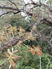 Quercus peduncularis