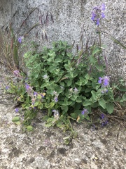 Nepeta racemosa