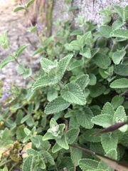 Nepeta racemosa
