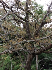 Quercus peduncularis