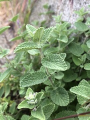 Nepeta racemosa