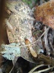 Reticulitermes grassei