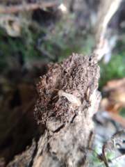 Reticulitermes grassei