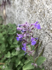 Nepeta racemosa
