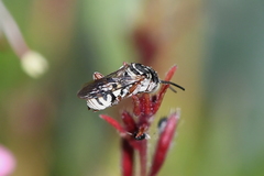 Triepeolus subnitens