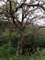 Quercus peduncularis