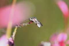 Triepeolus subnitens