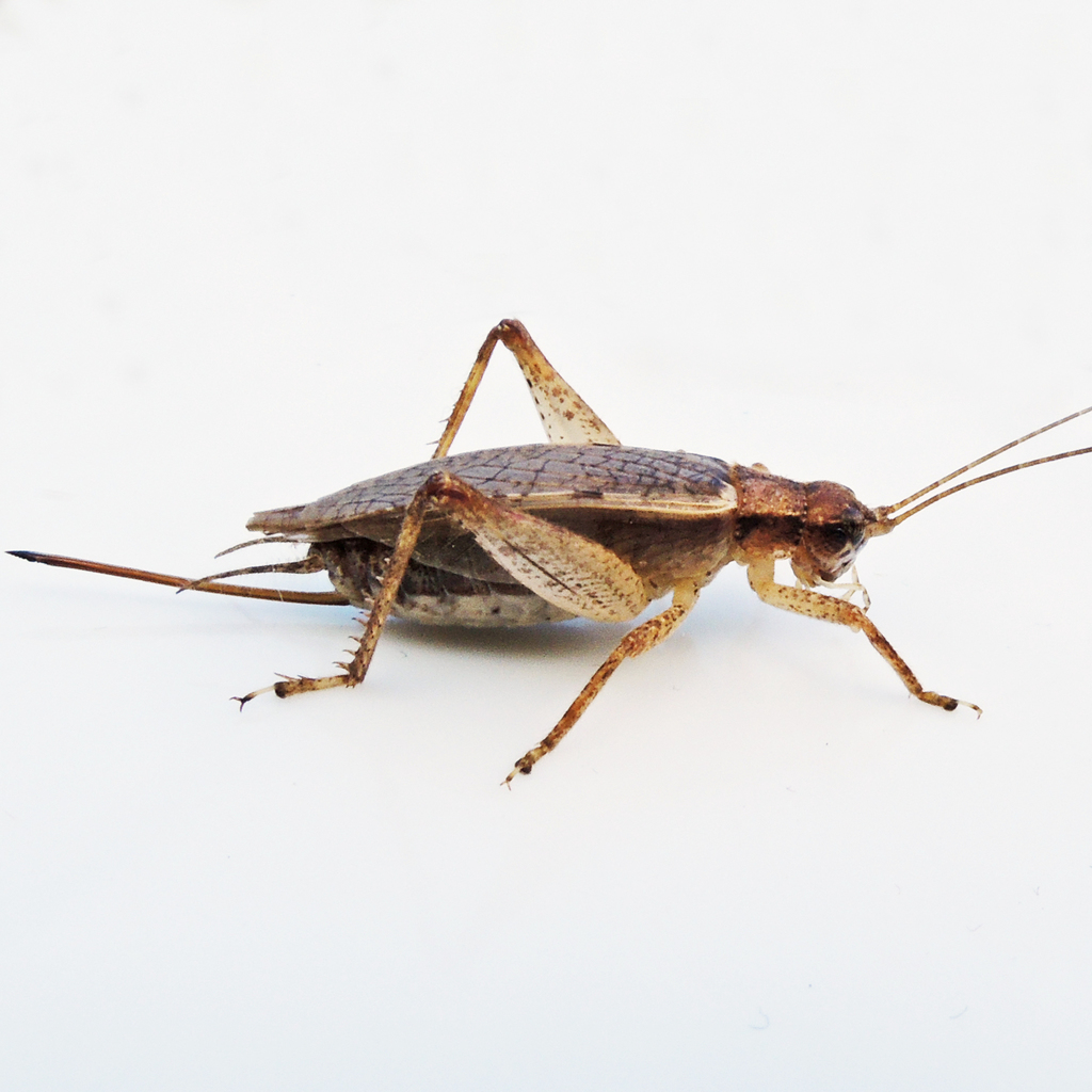 Hapithus