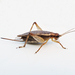 Jumping Bush Cricket - Photo (c) Bill Keim, some rights reserved (CC BY)