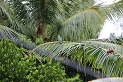 Ptilinopus rarotongensis