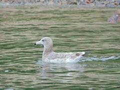 Larus crassirostris
