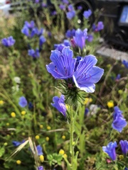 Echium plantagineum