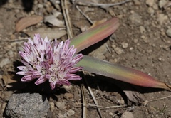 Allium obtusum conspicuum