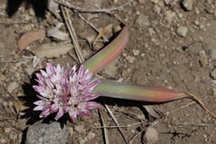 Allium obtusum conspicuum