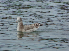 Larus crassirostris