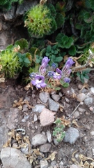 Chaenorhinum