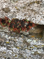 Pellaea glabella
