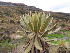 Espeletia hartwegiana