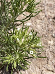 Nama carnosa