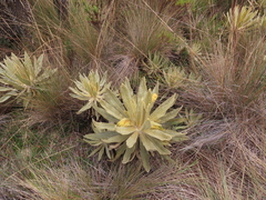 Espeletia hartwegiana