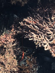 Tubulanus