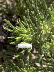 Nama carnosa