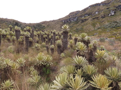 Espeletia hartwegiana