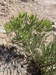 Nama carnosa