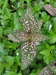 Hypoestes phyllostachya