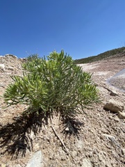 Nama carnosa