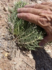 Nama carnosa