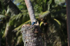 Todiramphus tutus atiu