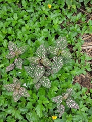 Hypoestes phyllostachya