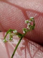 Spermolepis
