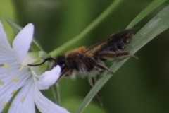 Andrena helvola