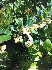 Berberis vulgaris