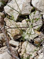 Spermolepis
