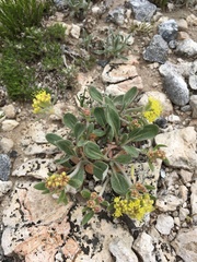 Eriogonum flavum