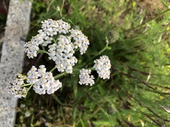 Achillea millefolium