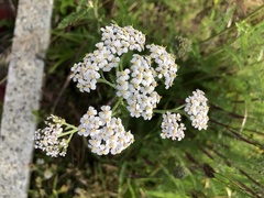 Achillea millefolium