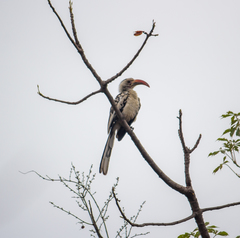 Tockus erythrorhynchus