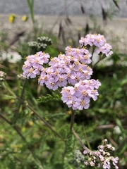 Achillea millefolium