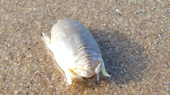 Emerita austroafricana