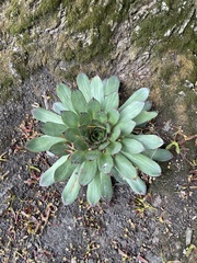 Sempervivum tectorum